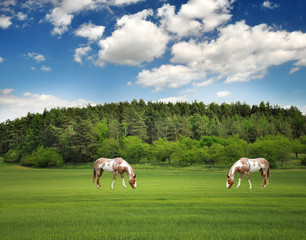 Fototapeta na wymiar Horses in the beautiful countryside