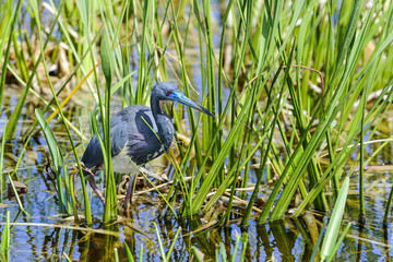 egretta tricolored, louisiana heron, tricolored heron