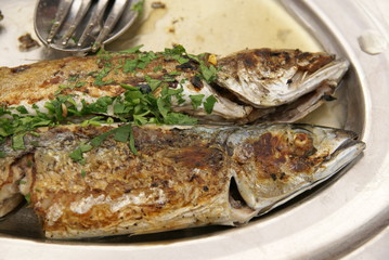 fish