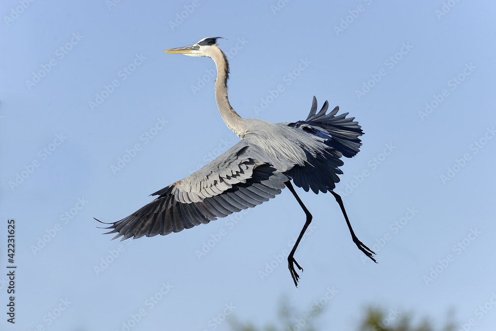 Wall mural great blue heron, ardea herodias