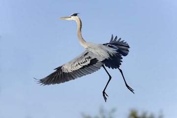 great blue heron, ardea herodias