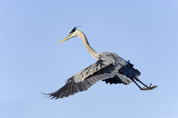 Fototapeta premium great blue heron, ardea herodias