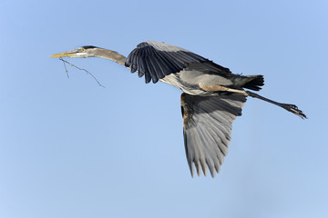 Obraz premium great blue heron, ardea herodias