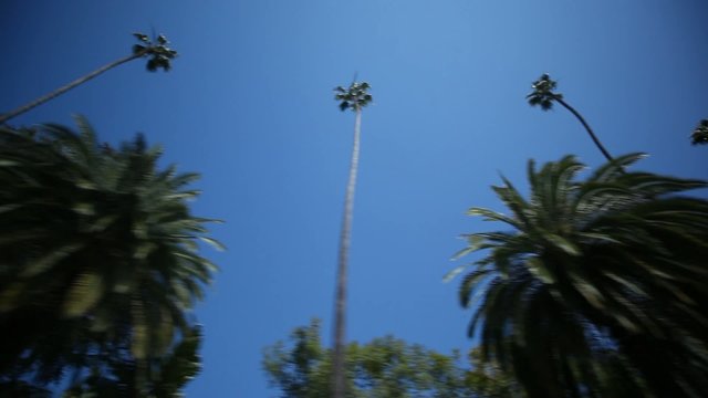 Driving through Palm Trees in Beverly Hills/Los Angeles