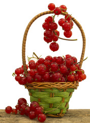 redcurrants in the basket
