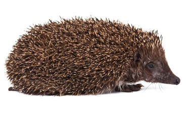 Hedgehog