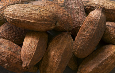 Cabosse del cacao