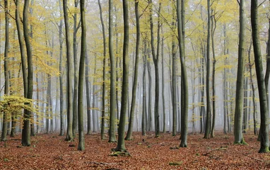 Türaufkleber Bestsellern Landschaften nebliger Herbst