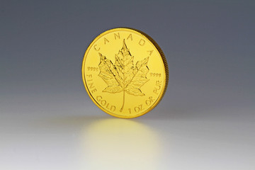 Gold Maple
