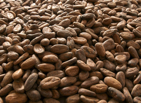 Fave di cacao