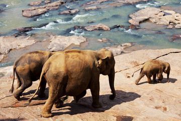 Elephants on Sri Lanka