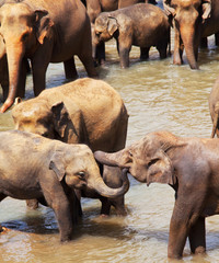 Elephants on Sri Lanka