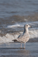 Seagull with feet in flowing seawater