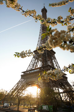 Fototapeta Eiffel Tower in spring time,  Paris, France