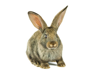 Fototapeta na wymiar gray rabbit isolated