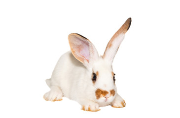 Obraz na płótnie Canvas white rabbit isolated