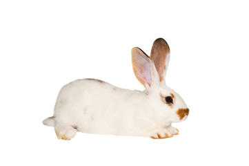 white rabbit isolated