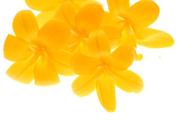 Fototapeta na wymiar kwiaty yeloww