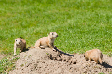 Prairie dog