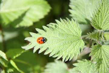 A Ladybird Resting on a Stinging Nettle Leaf.