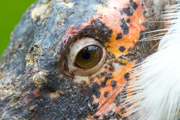 marabou close-up