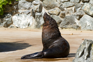 sea lion