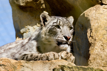 Fototapeta premium Snow leopard Uncia uncia