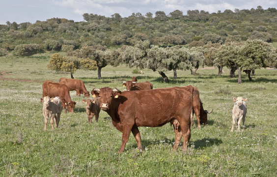 red cow II