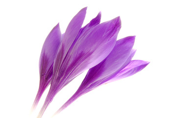 purple crocus flowers
