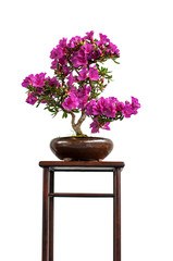 Blüten-Bonsai auf einem Tisch