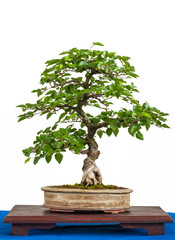 Felsenhainbuche (Carpinus turczaninovii) als Bonsai-Baum