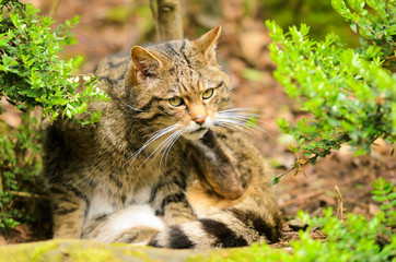 Scottish Wildcat
