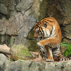 Royal Bengal tiger in action