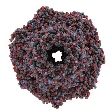 yeast proteasome