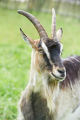 little goat with horn at green pasture