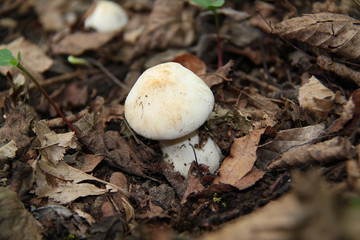 Champignons