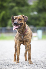 Tired hound waiting for your command