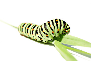 Caterpillar