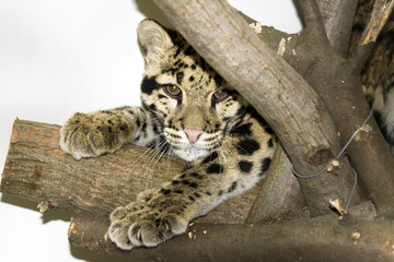 Clouded leopard (Neofelis nebulosa)