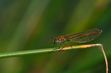 emerald damselfly on reeds in summer sun
