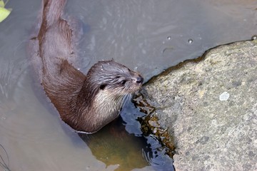 Fischotter 