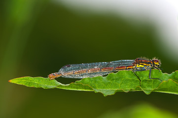 large red damselfly