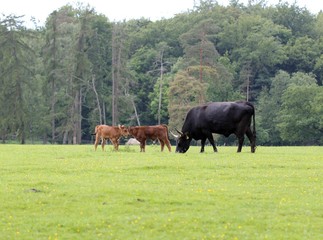 Heckrind mit Zwillingskälbchen 