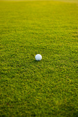 Golf ball on the field