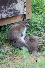 Obraz premium Bennettkänguru mit Jungtier