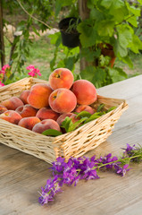 Cesto di pesche di San Sperate, Sardegna