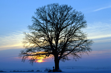 Fototapeta na wymiar Dąb, zachód słońca, krajobraz zimowy
