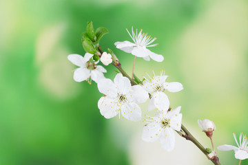 beautiful cherry blossom on green background