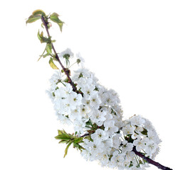 beautiful cherry blossom isolated on white