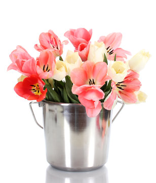 beautiful pink tulips in bucket isolated on white.